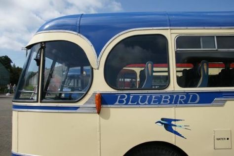 Bluebird (Bruce Peter)